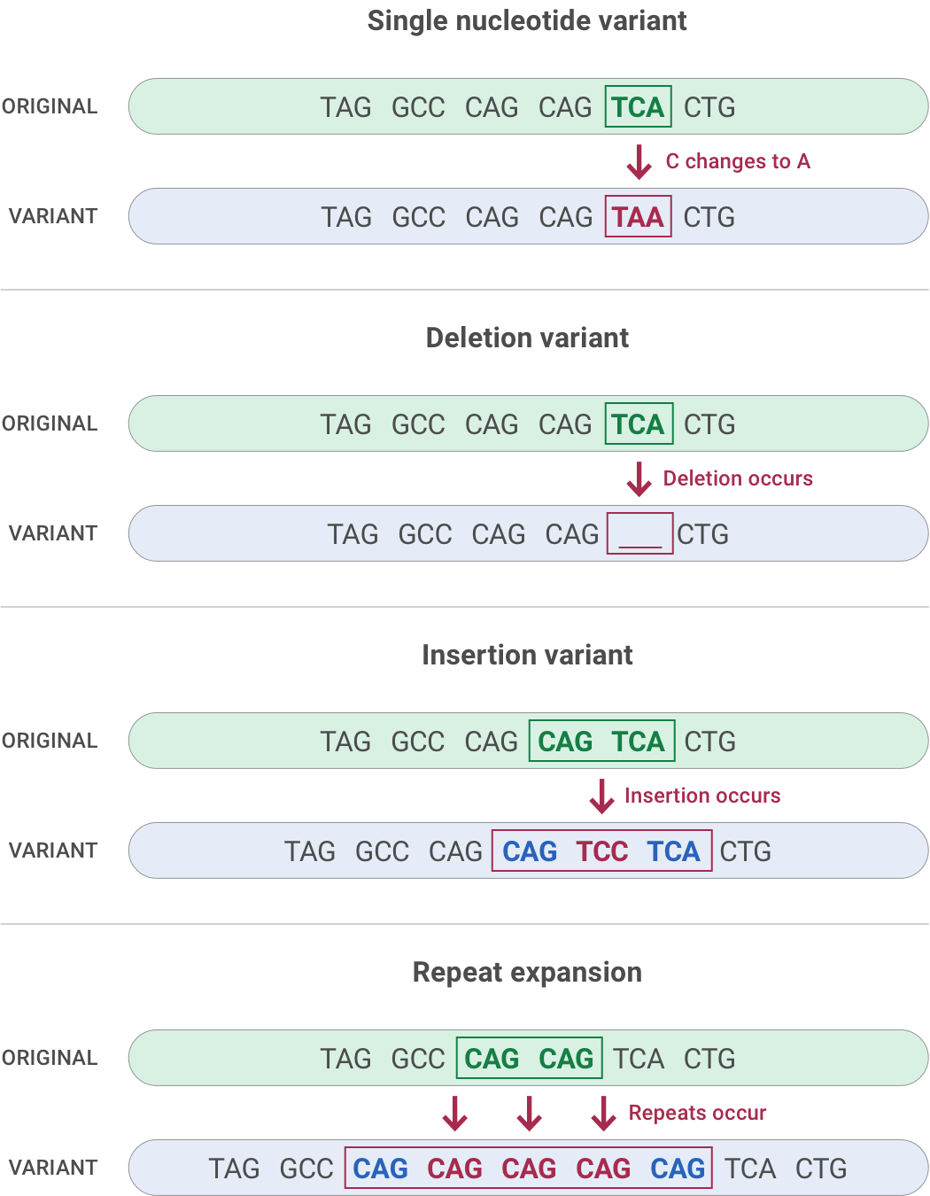 TCA changes to TAA. Then TCA is deleted. Next TCC is inserted between CAG and TCA. 3 new CAGs are inserted into in a series