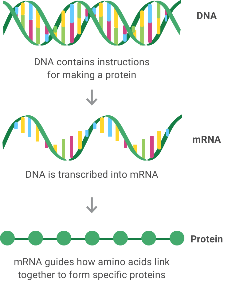 The double-stranded, double helix of DNA is transcribed into single-stranded RNA to be transcribed. RNA is translated into amino acids. It the precise order of these amino acids that leads the body to produce certain proteins.